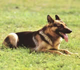 Adestramento de cães em Leme